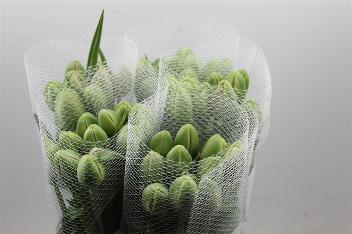 <h4>Tu Fr Du Renown Double</h4>