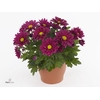 Chrysant Classic Purple