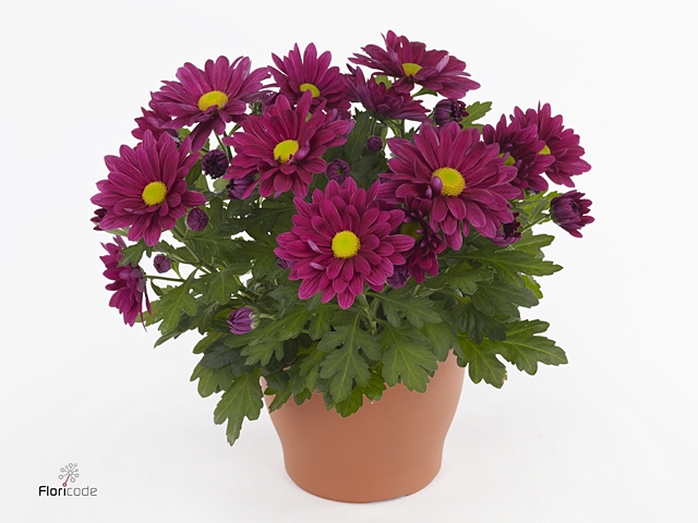 Chrysant Classic Purple