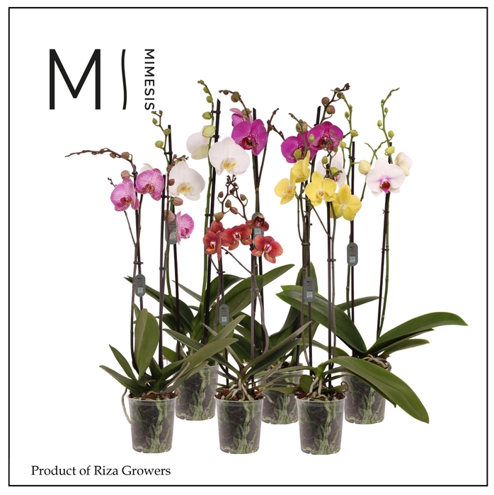 <h4>Phalaenopsis Mix 2 spike - 12cm | Mimesis</h4>