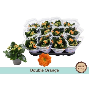 Kalanchoë Double Orange