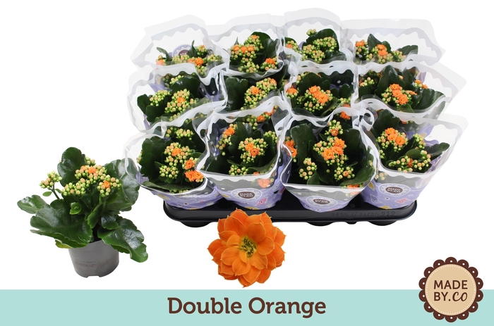 <h4>Kalanchoë Double Orange</h4>