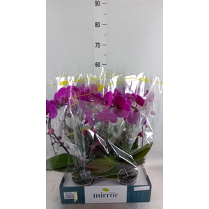 Phalaenopsis   ...lilac