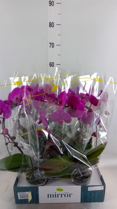 <h4>Phalaenopsis   ...lilac</h4>