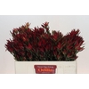 Leucadendron salignum 'Blush'