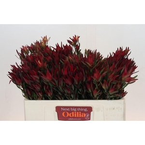 Leucadendron salignum 'Blush'