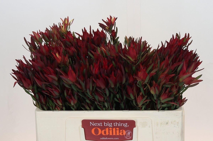 Leucadendron salignum 'Blush'