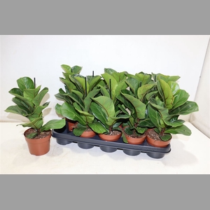 Ficus Lyrata Bambino