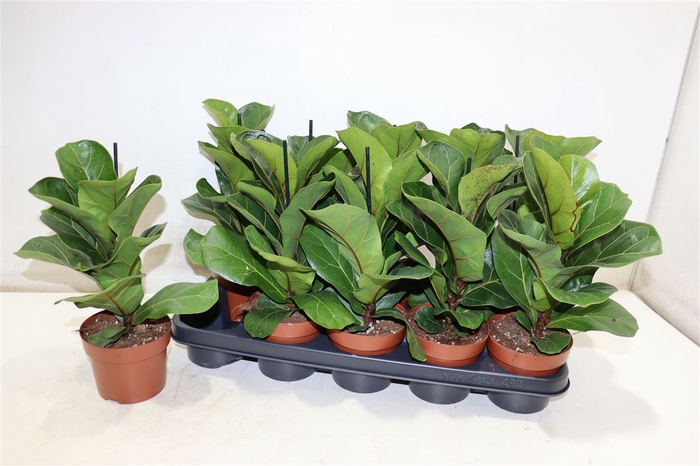 <h4>Ficus Lyrata Bambino</h4>