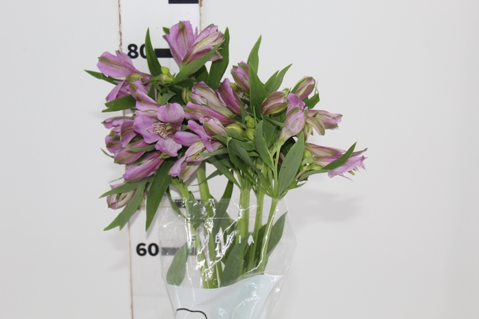 <h4>ALSTROEMERIA PLATINA 080 CM</h4>