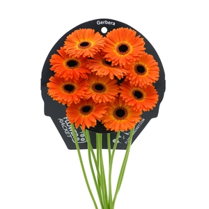 Gerbera Medina Water x40