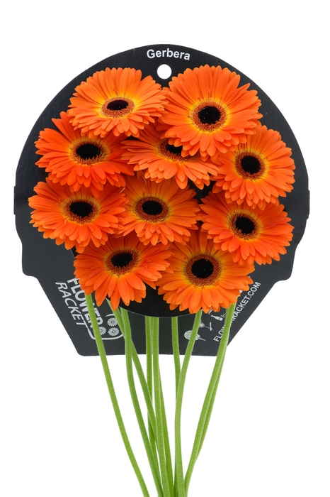 <h4>Gerbera Medina Water x40</h4>