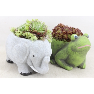 arr4 Semp PL - Ker. olifant/kikker mix x5