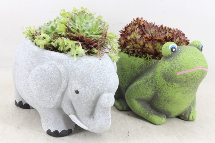 <h4>arr4 Semp PL - Ker. olifant/kikker mix x5</h4>