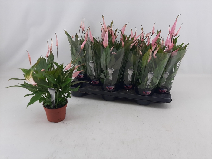 <h4>SPATH CHOPIN</h4>