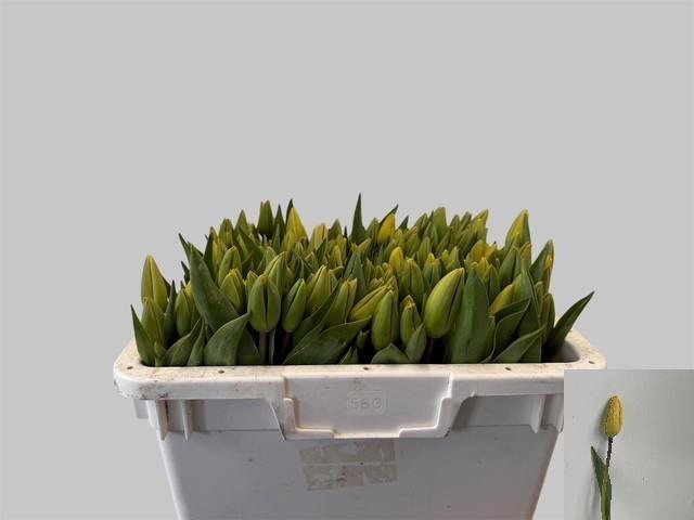 <h4>TU EN GOLD PARADE</h4>