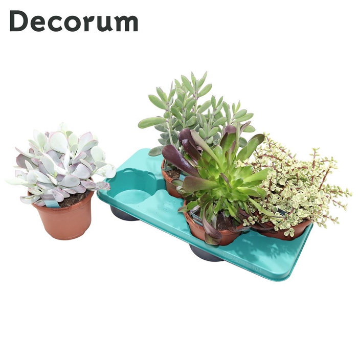 <h4>Succulenten Mix (4spc.) (decorum) Decorum+Steker</h4>