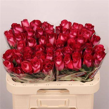 <h4>R Gr Nicoletta</h4>