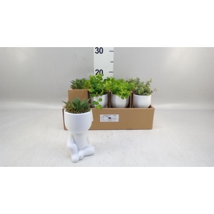 Arr.   Kamerplant Groen L%