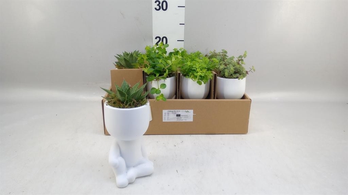 <h4>Arr. Kamerplant Groen L%</h4>