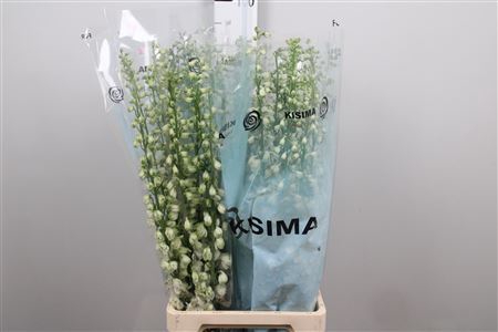 <h4>Delphinium DU 'Guardian White'</h4>