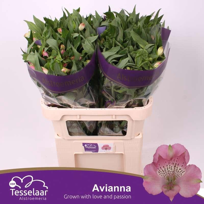 <h4>Alstroemeria Avianna</h4>
