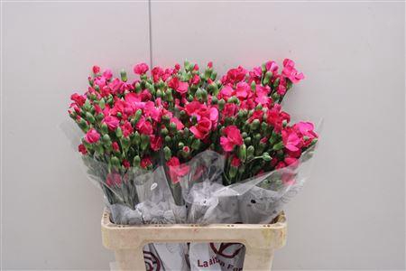 <h4>Di Solomio Imre</h4>