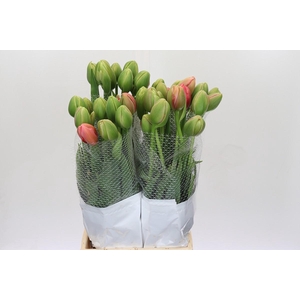 Tulipa du Renown Unique