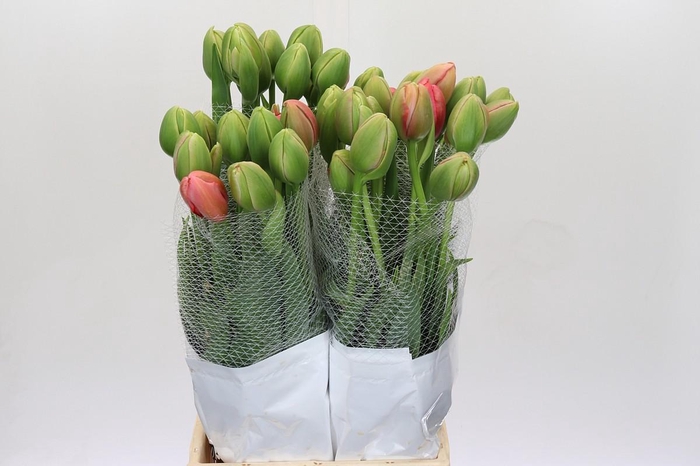 <h4>Tulipa du Renown Unique</h4>