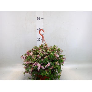 Tradescantia flum. 'Quadricolor'