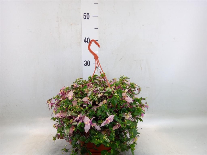 <h4>Tradescantia flum. 'Quadricolor'</h4>