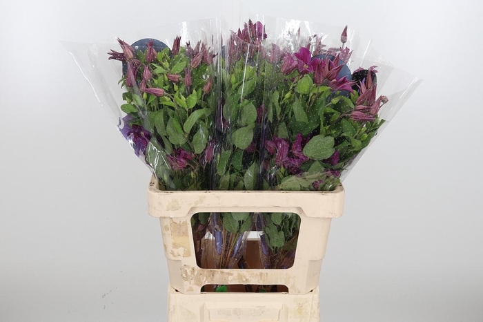 <h4>Clem Amazing Kyiv</h4>