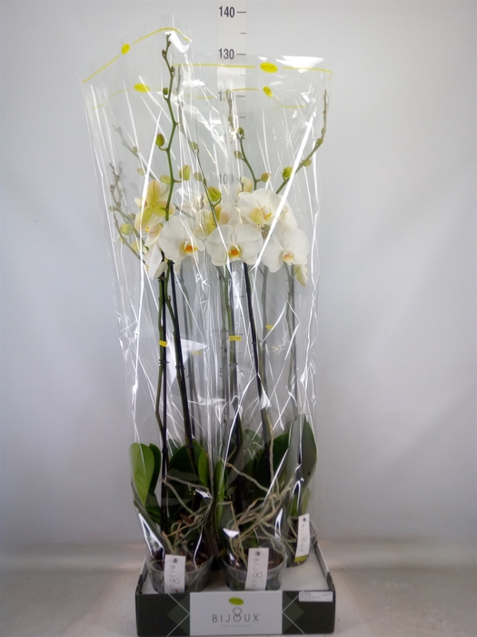 <h4>Phalaenopsis   ...white</h4>