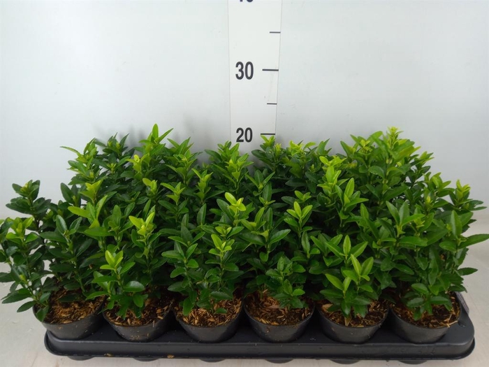 <h4>Euonymus japon. 'Himalaya'</h4>