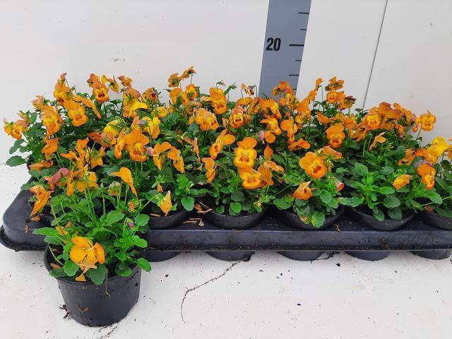 <h4>VIO CO D HONEY BEE</h4>