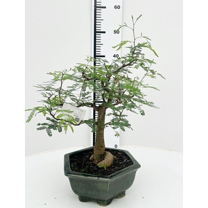 Vachellia nilotica, pot 20 cm, height 40cm. with driptray. (single item)