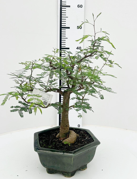 <h4>Vachellia nilotica, pot 20 cm, height 40cm. with driptray. (single item)</h4>