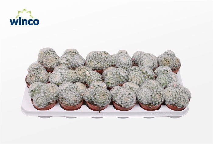 <h4>Mammillaria Plumosa</h4>