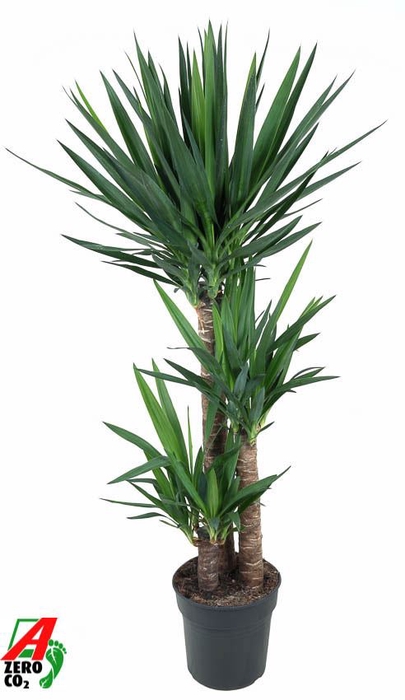 <h4>Yucca</h4>