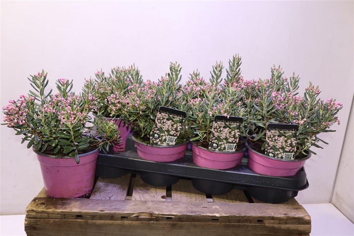 <h4>Androm Po Blue Ice</h4>