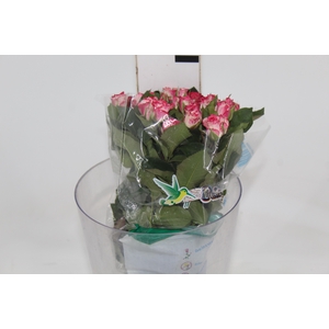 ROSA SPRAY FIREWORKS 040 CM BICOLOR