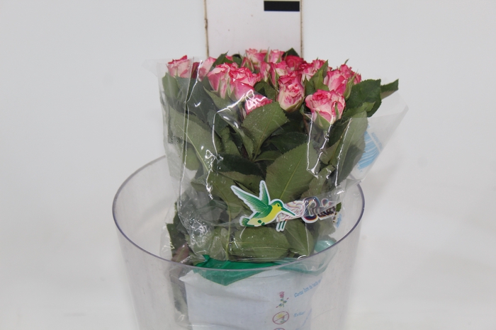 <h4>ROSA SPRAY FIREWORKS 040 CM BICOLOR</h4>