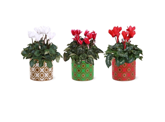 <h4>Collectie "Fun World" Cyclamen in keramiek Jacey Rood Wit</h4>