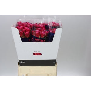 Rosa Gr Suzanne