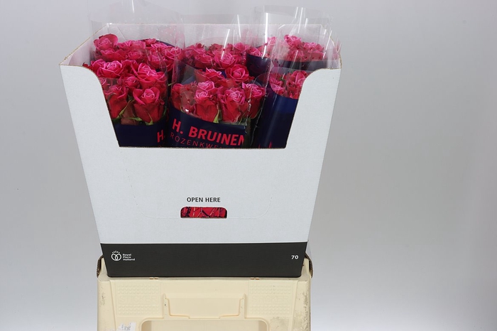 <h4>Rosa Gr Suzanne</h4>