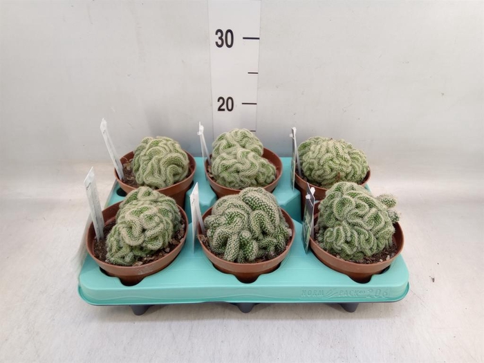 <h4>Cactus ...</h4>