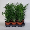 CHAMAED ELEGANS