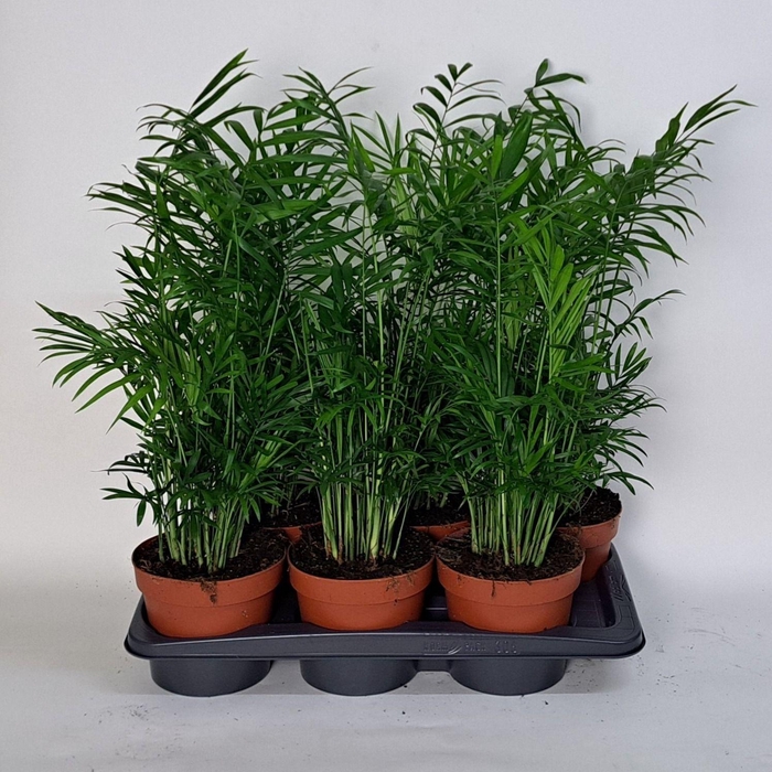 <h4>CHAMAED ELEGANS</h4>