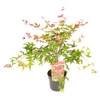 Acer palm. 'Beni-maiko'