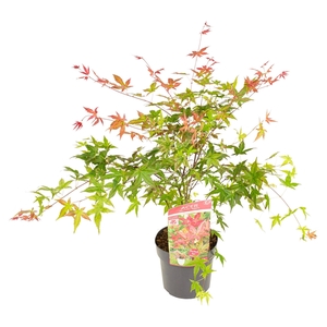 Acer palm. 'Beni-maiko'
